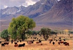 Pasture and Mountains in the Sierra Nevada Mountains