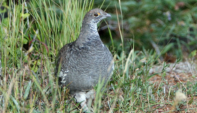 Blue-Grouse_WikiAlanVernon_680 Blue Grouse by Alan Vernon [CC BY 2.0