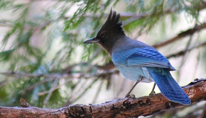 Stellars-Jay-YT_TamLisaThomas_680 Stellars Jay in Yosemite. Photo by Lisa Thomas