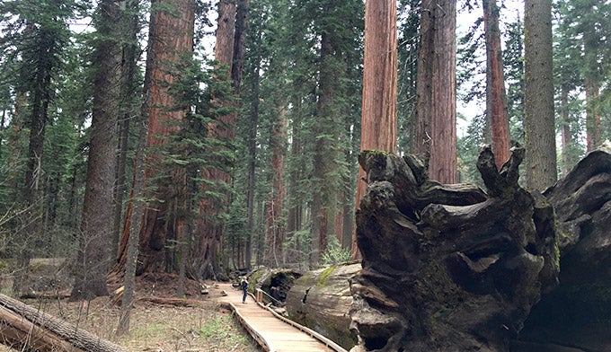 CA-Calaveras-Big-Trees-State-Park_DKrause_680 A park visitor walks the boardwalk beside a giant felled tree at Calaveras Big Trees State Park in California. Photo by Dave Krause