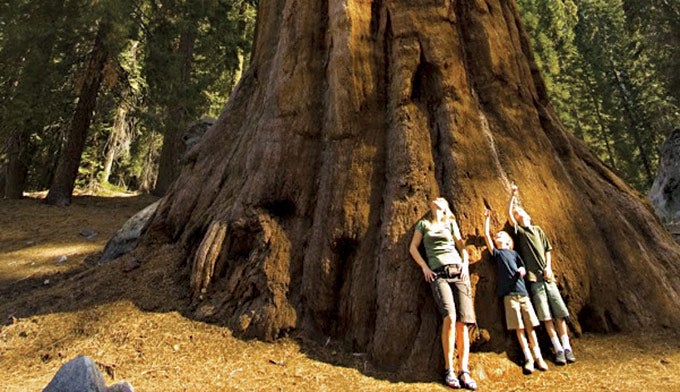 Giant-Sequoia-Forest_Family_680 Family enjoying Sequoia Forest