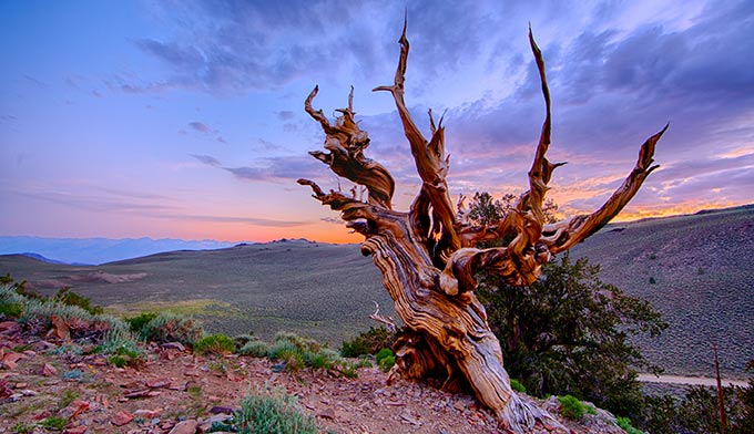 ca-bishop-methuselah-tree-sunset_flickrchaoyen_680 The Methuselah Tree near Bishop, Calif. Photo by Chao Yen via Flickr