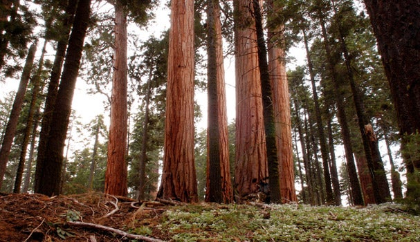 yosemite-giant-sequoias Giant sequoia trees in Sequoia National Park