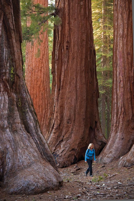 yosemite-photo-tips-mariposa-grove Mariposa Grove in Yosemite National Park
