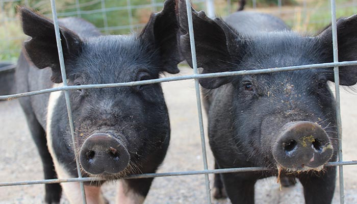 CoversAppleRanch-pigs_TuolumneCVB_700 Farm animals pose for their picture at Cover's Apple Ranch near Sonora