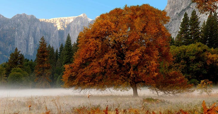 Yosemite-Valley-Autumn_DP_FB1200 A tree wears its red autumn leaves in Yosemite Valley