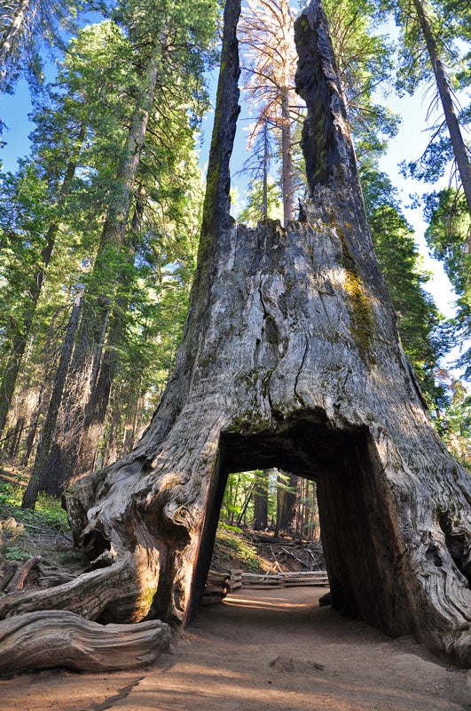 YO-Tuolumne-Grove-Dead-Giant-Tunnel-sequoia_Adobe_800 \
