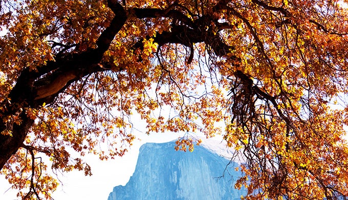 Yosemite-Autumn-Tree_DP_680 Autumn tree over Yosemite granite