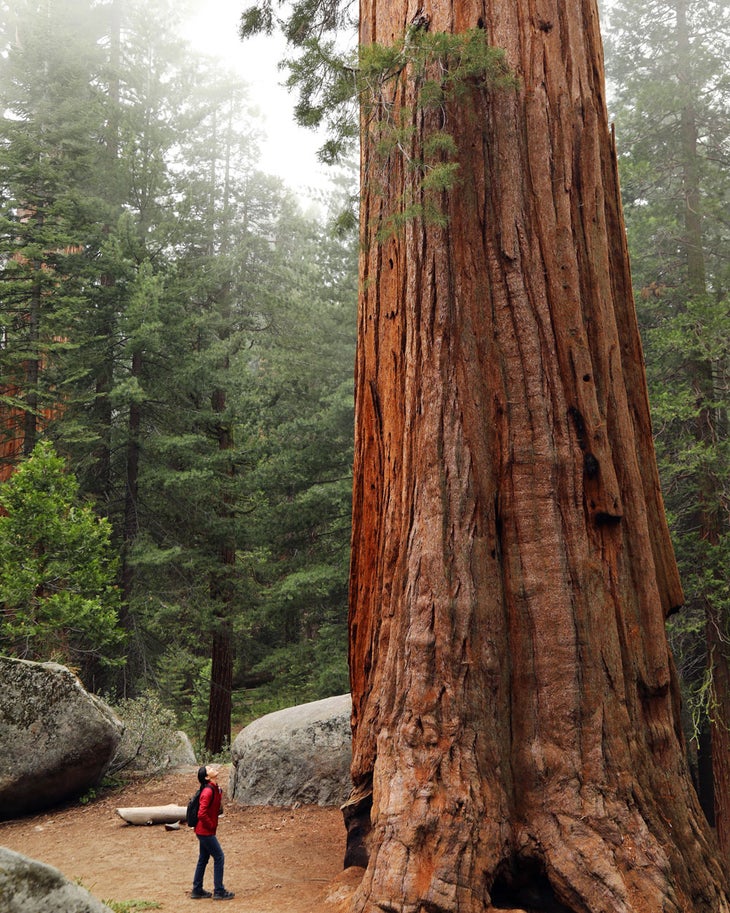 Grant Grove of Giant sequoia trees in Kings Canyon National Park