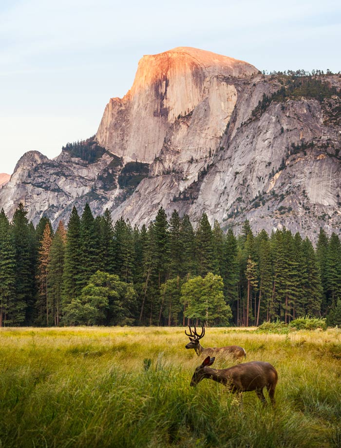 YO-HalfDome-deer_UnsplashJohannesAndersson_700v Half Dome from Yosemite Valley