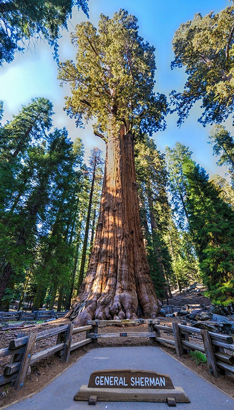 sequoianp-general-sherman-tree-vert_dp_800 The General Sherman Tree in Sequoia National Park