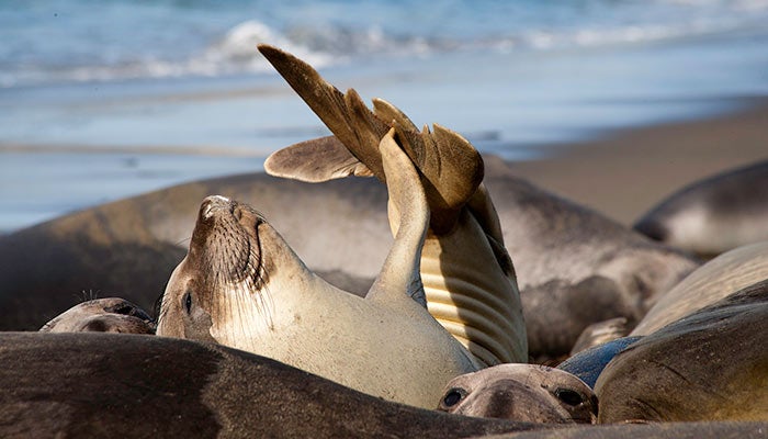 ElephantSealRockery_CAHwy1_700 Elephant seals lounge in mass on the San Simeon beach