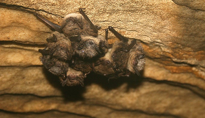 A cluster of brown bats