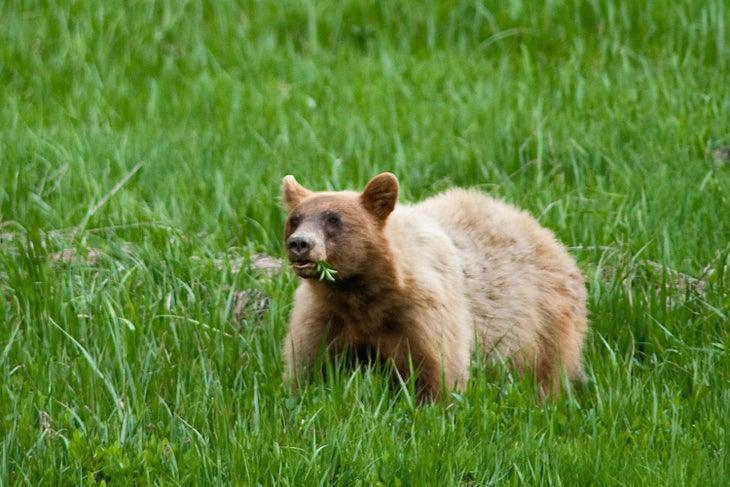 Black bear eating grasses in Tuolumne Meadows in Yosemite National Park
