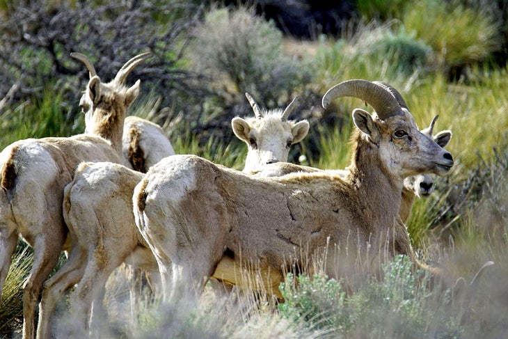 Bighorn sheep in California's Sierra Nevada