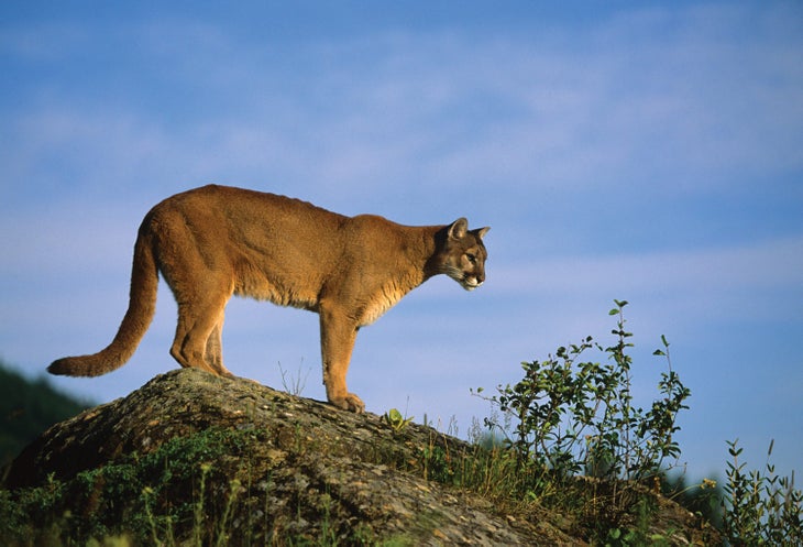 Mountain Lion
