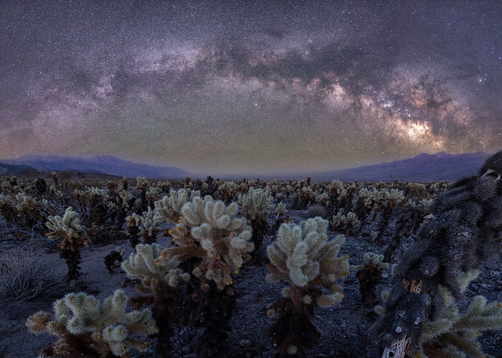 Milky Way over the Cholla Cactus Garden in Joshua Tree National Park