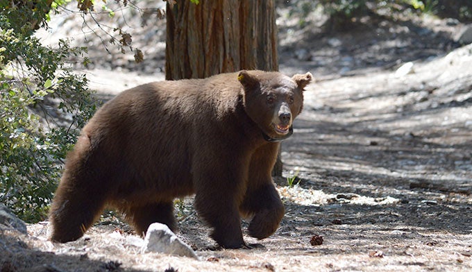 Bear-Black-Collared-YT_NPS_680 Yosemite black bear wearing a GPS tracking collar