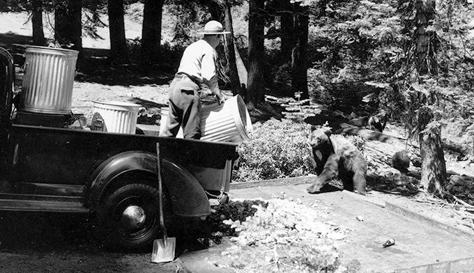 YT-Otto-rown-feeding-Bears-Gin-Flat_1950s_NPS_680 Yosemite Ranger Otto Brown feeds bears in the 1950s. Photo courtesy of NPS