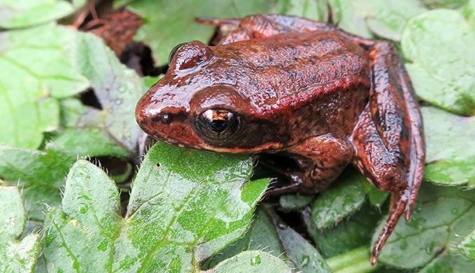 Red-Legged-Frog_DP_680 Red Legged Frog
