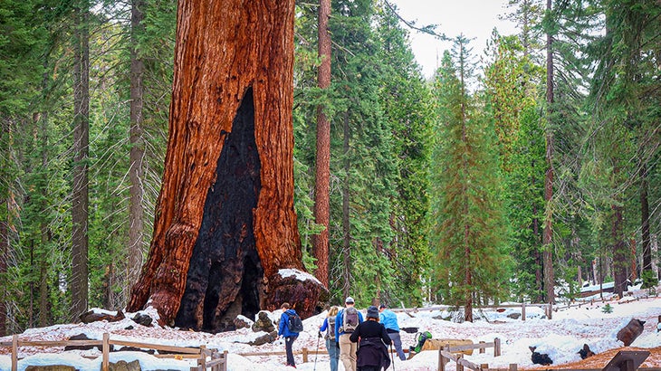 WildlandTrekking-YO-MariposaSnowshoe-wintger_courtesy Snowshoeing in the Mariposa Grove of Giant Sequoias with Wildland Trekking