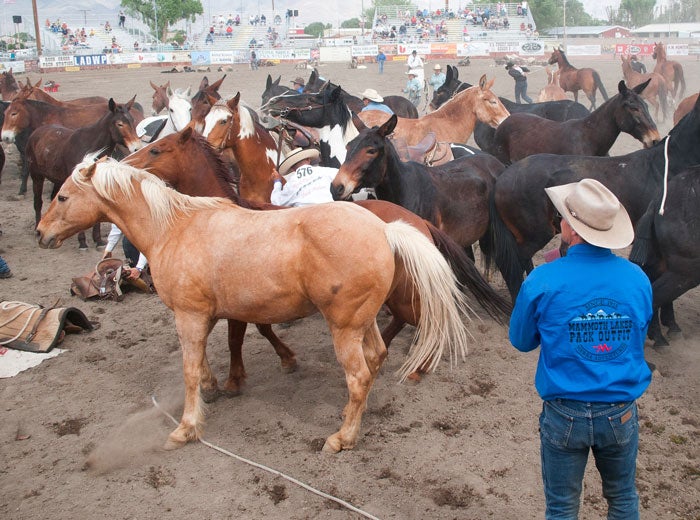 Bishop-MuleDays_courtesy_700 Mule Days at Bishop, California