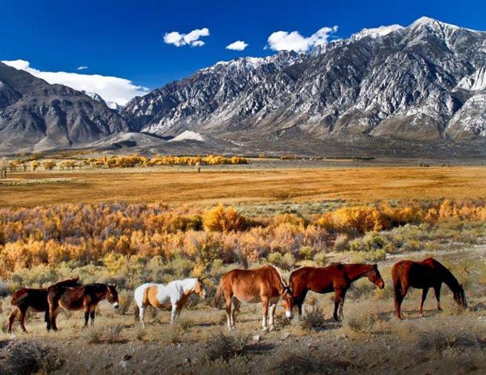 Bishop-MuleFamily_EdNahin_courtesy_700 Mule family near Bishop, California