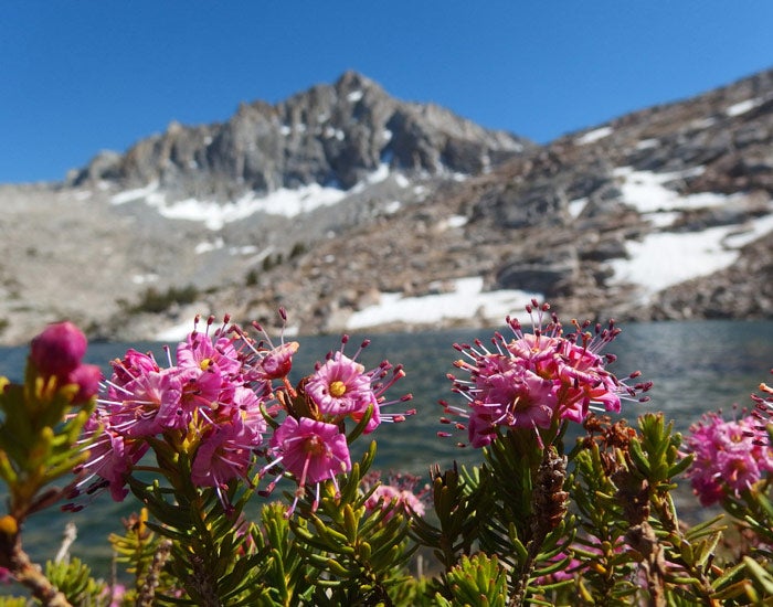 Bishop-TreasureLakes-Flower_courtesy_700 Treasure Lakes near Bishop, California