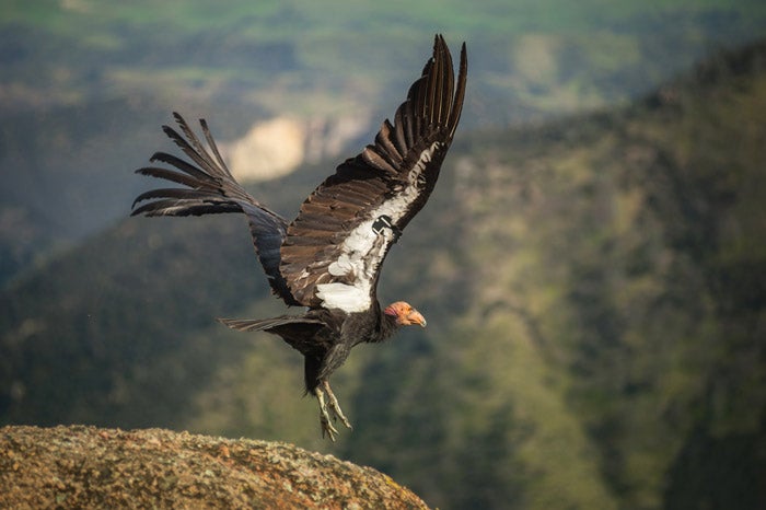 Pinnacles-condor-takeoff_NPSKurtMoses_700 A California condor takes off from a rock in Pinnacles National Park