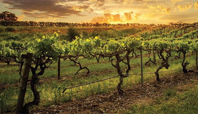SanBenitoCounty-vineyard_courtesy_680 Vineyards in San Benito County