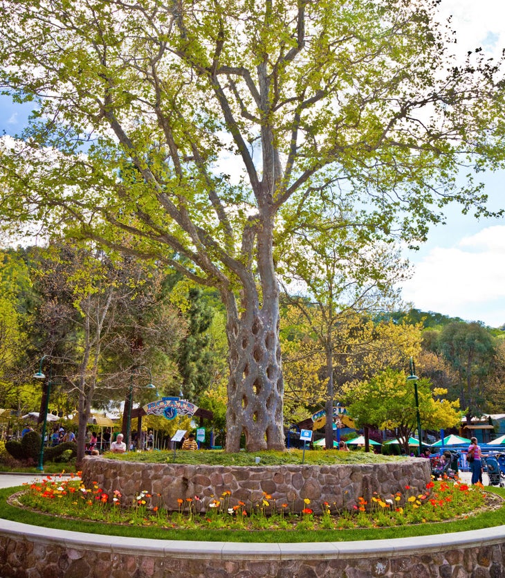 The basket tree at Gilroy Gardens in Gilroy, California