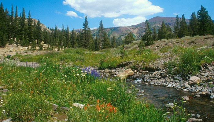 TuolumneEmigrantWilderness_FlickrMalcolmManners_700 A natural garden in the Emigrant Wilderness in Toulumne County.