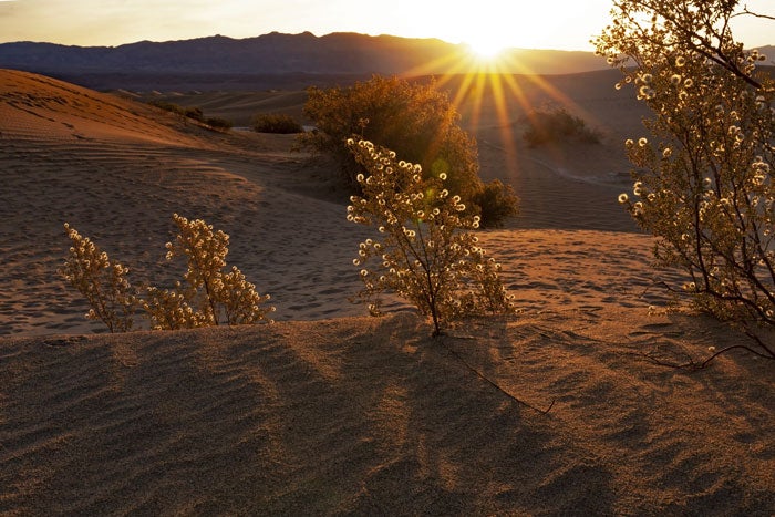 DeathValley-MesquiteFlats-Sunrise_TamRalphSmith_700 Mesquite Flat sunrise in Death Valley National Park