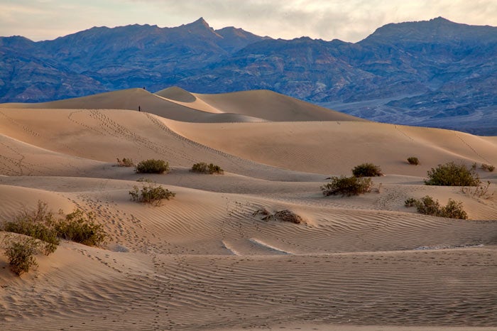 DeathValley-MesquiteFlats_TamMaryFPlatter-Rieger_700 Mesquite Flats Sand Dunes in Death Valley National Park