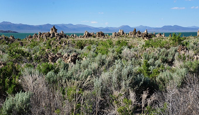 Mono-Lake-STufa-Trail-2_Gloria_680. On the trail to Mono Lake's South Tufa Area. Photo by Gloria Wadzinski