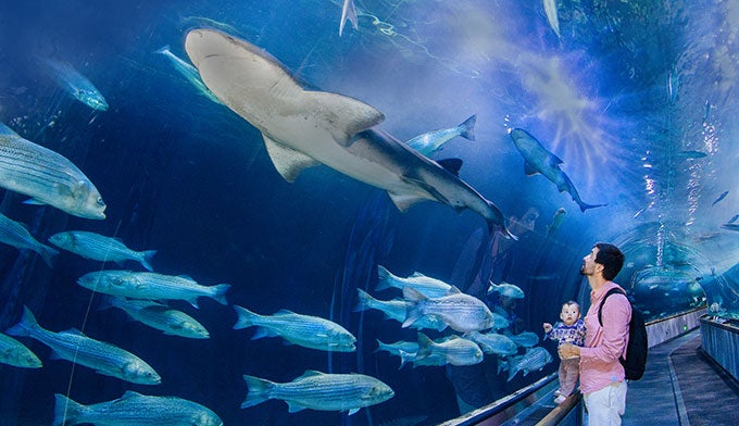 Aquarium-of-the-Bay-Shark-Tunnel_680 The Bay’s largest predator, sevengill sharks, swim overhead in the under the bay exhibit.