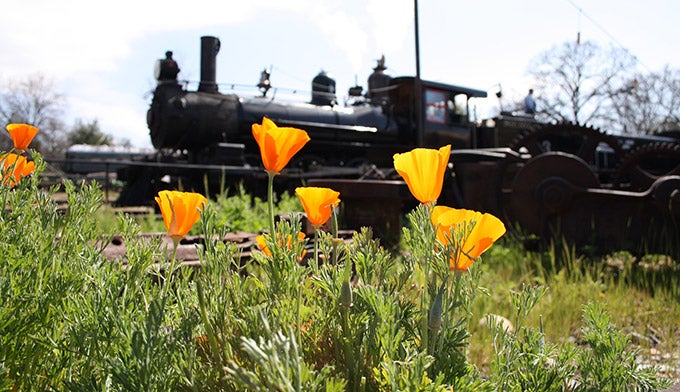 Railtown-Apr-Wildflower-Trains_680x392 Catch the Railtown Wildflower Excursion Trains in April at Railtown. Courtesy photo