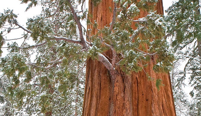Sequoia-NP-winter-snow_DP_680 Sequoia National Park in Winter.