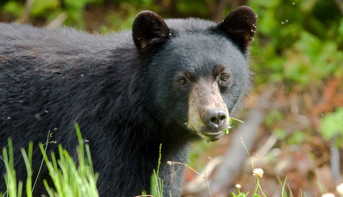 yosemite-bears-wildlife yosemite-bears-wildlife