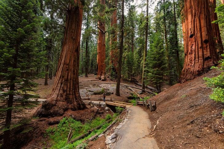 Hiking trail in Sequoia National Park