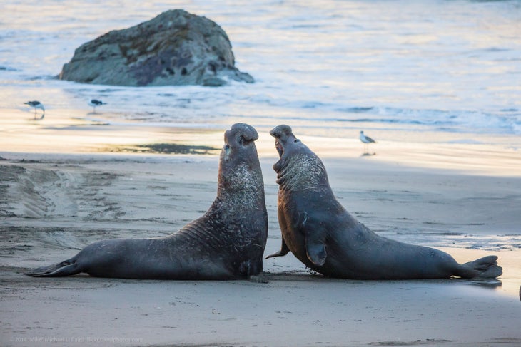 Elephant seals quarreling over territory at the San Simeon Seal Rockery