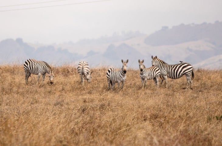 Zebra herd near the Hearst Ranch Winery in San Simeon
