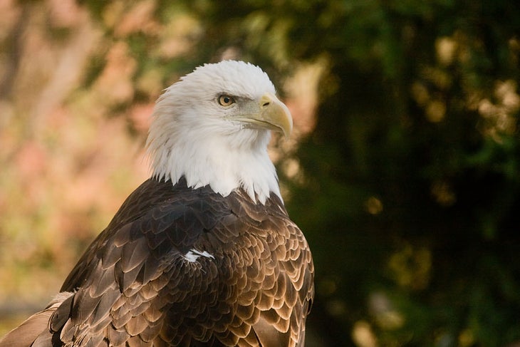 Bald Eagle at the California Living Museum (CALM)
