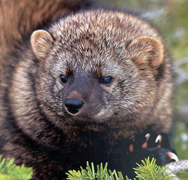 Pacific Fisher