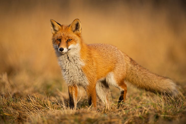 Red Fox