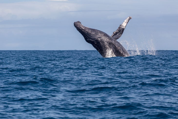 Humpback whale