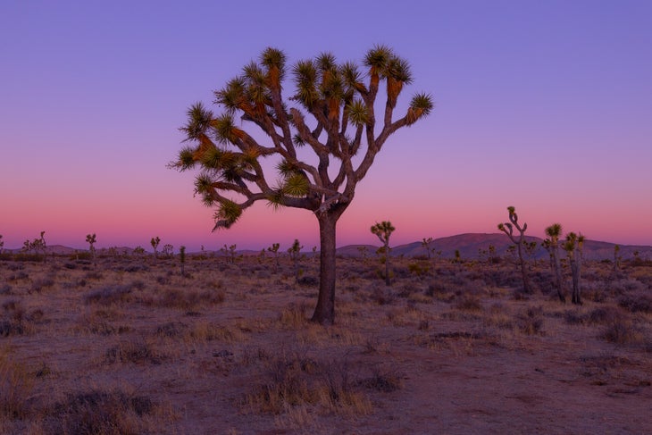 Pink sunrise in Joshua Tree National Park