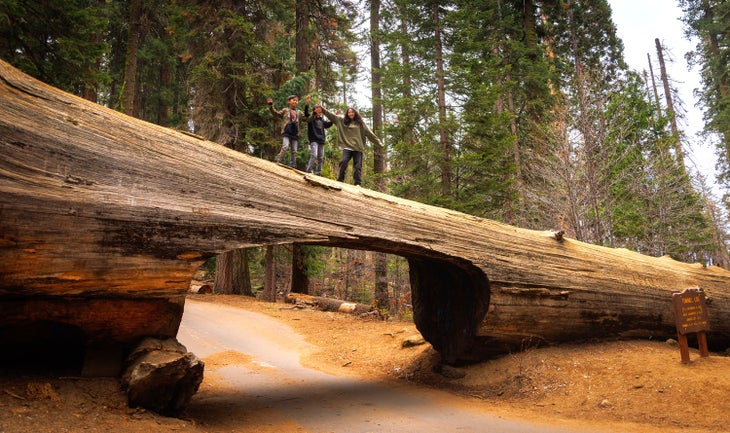 Tunnel Log is an iconic feature