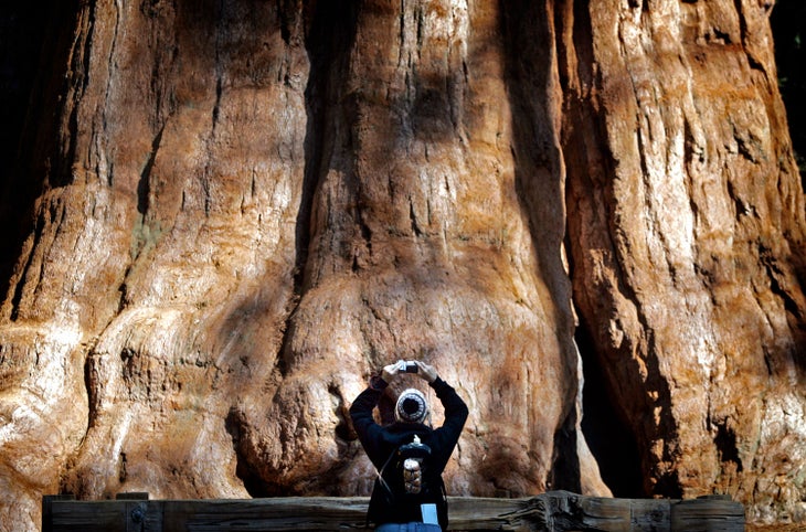 A visitor to Sequoia National Park is dwarfed by the 36.5 ft. diameter trunk of the General Sherman Tree