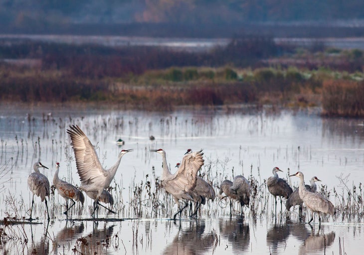 Waterfowl at Cosumnes River Preserve